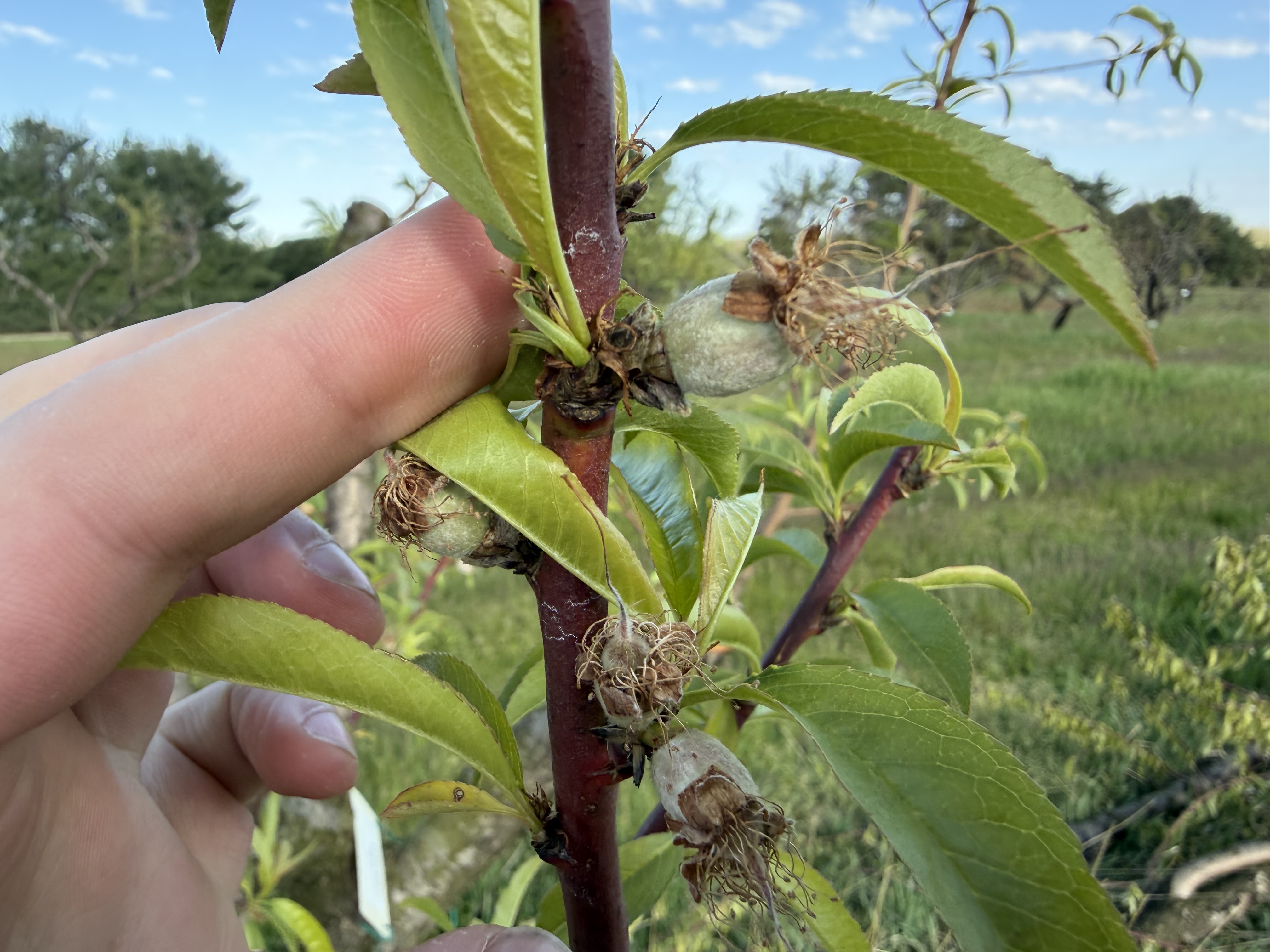 Earlystar peach with 10 mm fruit.